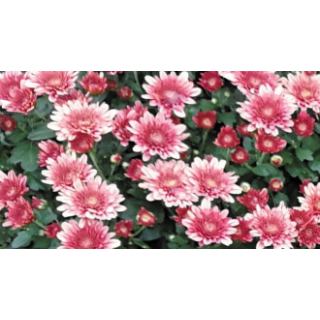 Compra CRYSANTHEMUM AVALON SALMON (125 PLantas). en la tienda online Fito Agrícola