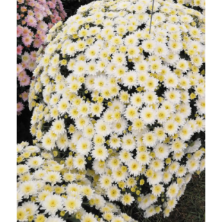 Compra CRYSANTHEMUM AVALON ALENKA (125 PLantas). en la tienda online Fito Agrícola