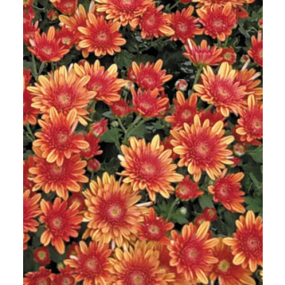 Compra CRYSANTHEMUM AVALON ORANGE (125 PLantas). en la tienda online Fito Agrícola