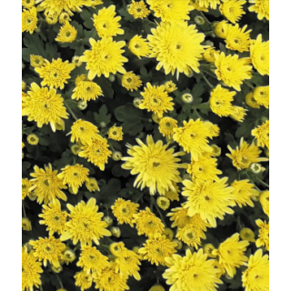 Compra CRYSANTHEMUM SORRENTO YELLOW (125 PLantas). en la tienda online Fito Agrícola