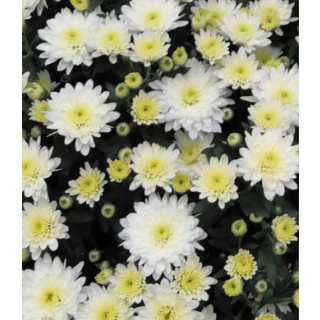 Compra CRYSANTHEMUM SORRENTO WHITE (125 PLantas). en la tienda online Fito Agrícola