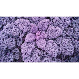 Compra COL REDBOR F1 ECOLÓGICA Precisión (1.000 Semillas). en la tienda online Fito Agrícola