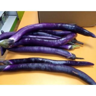 Compra BERENJENA JAPONESA Injertada EPS104 en la tienda online Fito Agrícola