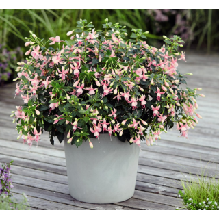 Compra FUCHSIA DIVA BRIDAL PINK (126 Plantas). en la tienda online Fito Agrícola