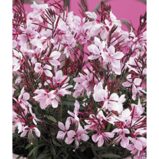 Compra GAURA GAUDI PINK (126 Plantas). en la tienda online Fito Agrícola
