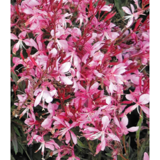 Compra GAURA GAUDI ROSE (126 Plantas). en la tienda online Fito Agrícola