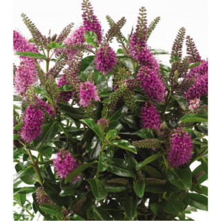 Compra HEBE PAULA (84 Plantas). en la tienda online Fito Agrícola