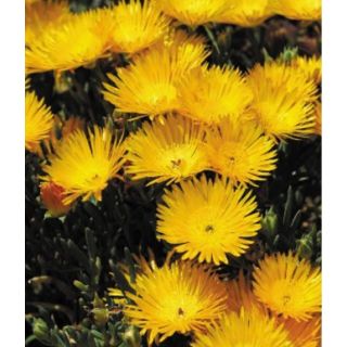 Compra MESSEM LAMPRANTHUS AMARILLO (84 Plantas). en la tienda online Fito Agrícola