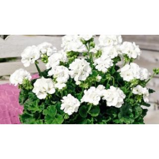 Compra GERANIO ZONALE TOSCANA TREND WHITE (LASSE) HV (126 Plantas). en la tienda online Fito Agrícola