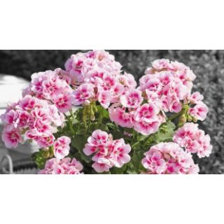 Compra GERANIO ZONALE TOSCANA SMART PINK EYE HV (125Plantas) en la tienda online Fito Agrícola