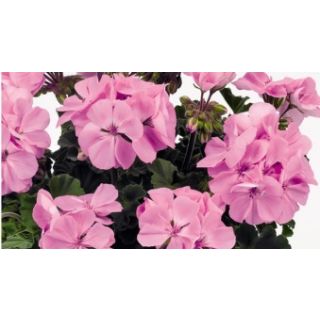 Compra GERANIO ZONALE TOSCANA DOLCE VITA LAVENDER HN (125 Plantas). en la tienda online Fito Agrícola