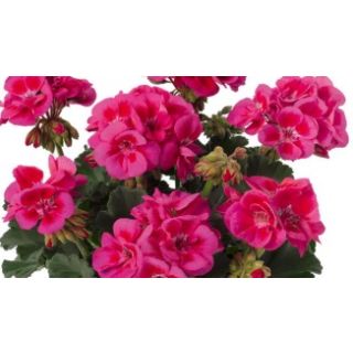 Compra GERANIO ZONALE TOSCANA CASTELLO LILAC HN (125 Plantas). en la tienda online Fito Agrícola