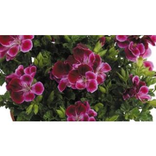 Compra GERANIO CRISPUM ANGELEYES BURGUNDY (100 Plantas). en la tienda online Fito Agrícola