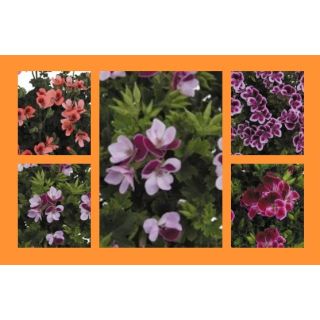 Compra GERANIO CRISPUM ANGELEYES MIX (100 Plantas). en la tienda online Fito Agrícola