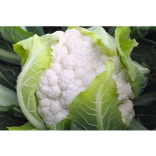 Compra COLIFLOR MEDAILLON F1 ECOLÓGICA Precisión (10.000 Semillas). en la tienda online Fito Agrícola