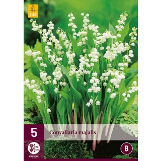 Compra CONVALLARIA MAJALIS en la tienda online Fito Agrícola