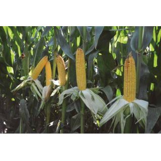 Compra MAÍZ SCIELLO Ciclo 450 (50.000 Semillas) en la tienda online Fito Agrícola