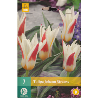 Compra TULIPÁN JOHANN STRAUSS en la tienda online Fito Agrícola