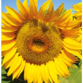 Compra GIRASOL BULERIA (150.000 Semillas) en la tienda online Fito Agrícola