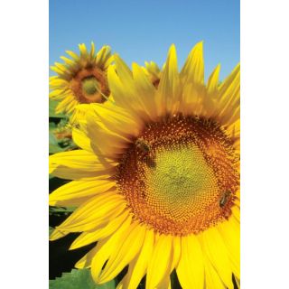 Compra GIRASOL CLARASOL CL F1 (150.000 Semillas) en la tienda online Fito Agrícola