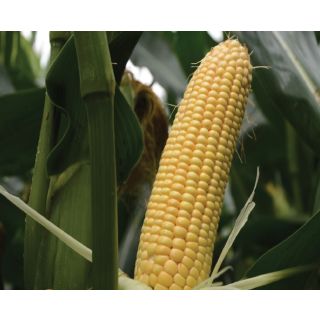 Compra MAÍZ CONBRIO Ciclo 250 (15.000 Semillas) en la tienda online Fito Agrícola