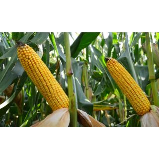 Compra MAÍZ ILLUSTRADO Ciclo 300-350 (2,50 Kgr.). en la tienda online Fito Agrícola