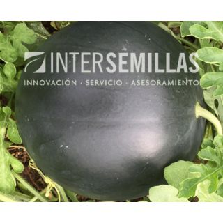 Compra SANDÍA ISA F-1 (1.000 Semillas). en la tienda online Fito Agrícola