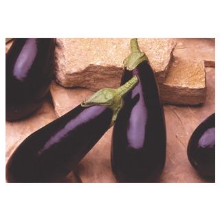 Compra BERENJENA MULATA F-1 Injertada EPS104 en la tienda online Fito Agrícola