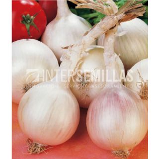 Compra CEBOLLA BLANCA TONDA MUSONA ECOLÓGICA (500 gr.). en la tienda online Fito Agrícola