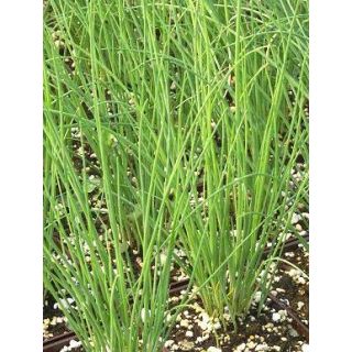 Compra CEBOLLINO MEDIO ECOLÓGICO (50 gr.). en la tienda online Fito Agrícola