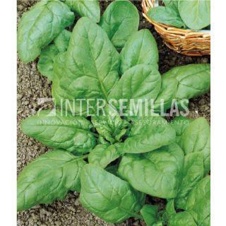 Compra ESPINACA GIGANTE DE INVIERNO ECOLÓGICA (500 gr.). en la tienda online Fito Agrícola