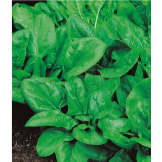 Compra ESPINACA MATADOR ECOLÓGICA (500 gr.). en la tienda online Fito Agrícola