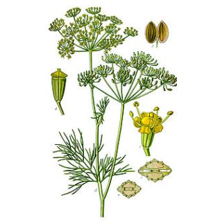 Compra ENELDO COMUN ECOLÓGICO (500 gr.). en la tienda online Fito Agrícola