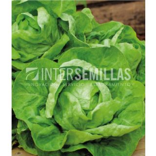 Compra LECHUGA REINA DE MAYO ECOLÓGICA (100 gr.). en la tienda online Fito Agrícola