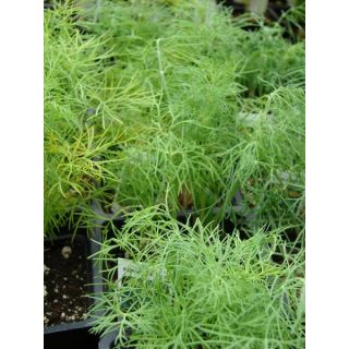 Compra ENELDO DILL FORREST (100 gr.). en la tienda online Fito Agrícola