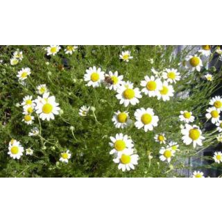 Compra MANZANILLA ROMANA NOBILIS (10 gr.). en la tienda online Fito Agrícola