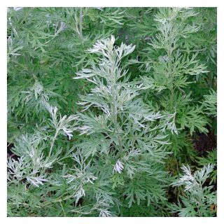 Compra AJENJO (10 gr.). en la tienda online Fito Agrícola