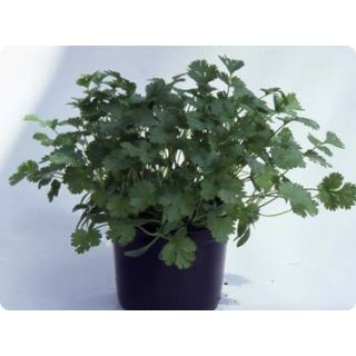 Compra CILANTRO 99057 (500 gr.). en la tienda online Fito Agrícola