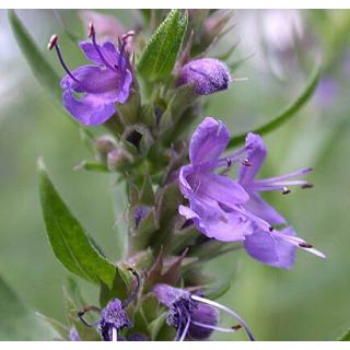 Compra HISOPO (50 gr. - Cerca de 50.000 Semillas). en la tienda online Fito Agrícola