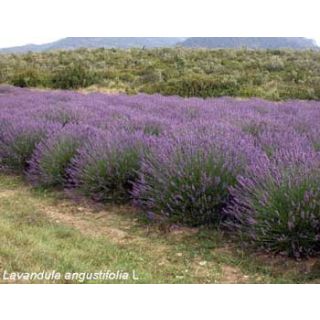 Compra LAVANDA ANGUSTIFOLIA VERA OFFICINALIS (10 gr.). en la tienda online Fito Agrícola