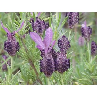 Compra LAVANDA STOECHAS STOECHAS Cantueso (10 gr.). en la tienda online Fito Agrícola