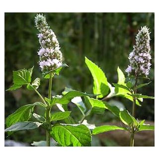 Compra MENTA PIPERITA (10 gr.). en la tienda online Fito Agrícola