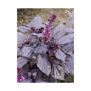 Compra ALBAHACA RUBI (50 gr.). en la tienda online Fito Agrícola