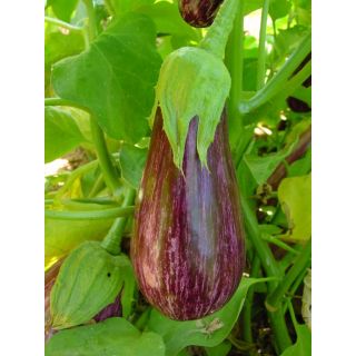 Compra BERENJENA LISTADA DE GANDÍA (100 gr.). en la tienda online Fito Agrícola