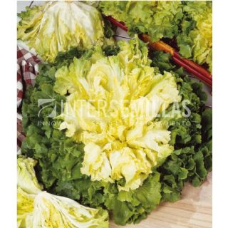 Compra ESCAROLA GIGANTE HORTELANA (100 gr.). en la tienda online Fito Agrícola