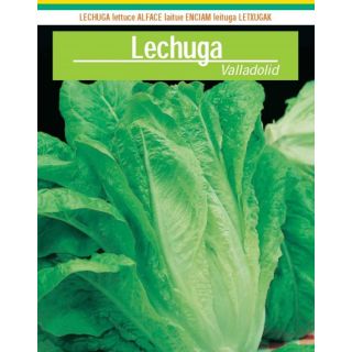 Compra LECHUGA VALLADOLID Sel. Intersemillas (100 gr.) en la tienda online Fito Agrícola