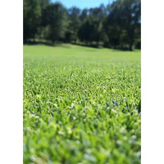 Compra CYNODON DACTYLON MONACO Pildorado (5 Kgr.). en la tienda online Fito Agrícola