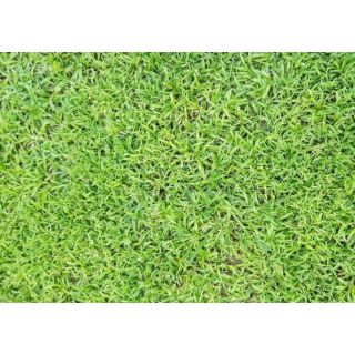 Compra HIERBA DURBAN LM (200 gr.). en la tienda online Fito Agrícola