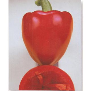 Compra PIMIENTO ALAR F1 (1.000 Semillas) en la tienda online Fito Agrícola