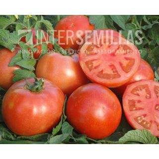 Compra TOMATE ZOCO F-1 (1000 Semillas). en la tienda online Fito Agrícola